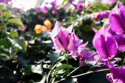 逆光に透ける鮮やかな紫のブーゲンビリア ブーゲンビリア,花,紫の写真素材