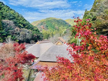 秋の山口県重源の里　紅葉狩り　合掌造と山 イチョウ,田舎,重源の里の写真素材