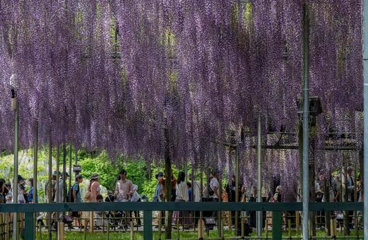 春のあしかがフラワーパークの写真