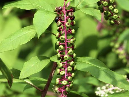 実のなる木 実のなる木 植物,実,川辺の写真素材