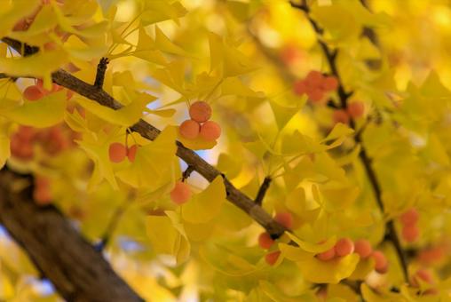 銀杏 銀杏,ギンナン,ぎんなんの写真素材