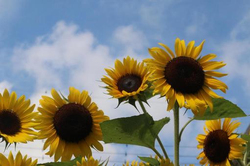 夏のひまわり ひまわり,夏,7月の写真素材