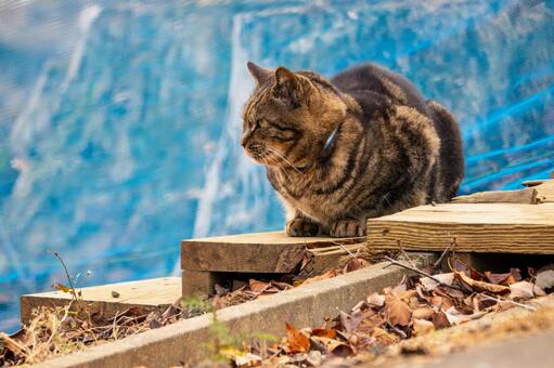猫(304) 猫,食肉目,ネコ科の写真素材