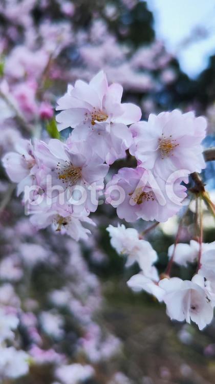 霞間ヶ渓の自然は、あなたの心を包み込む 霞間ヶ渓,かまがたに,岐阜県の写真素材