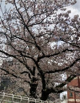 桜 桜の写真
