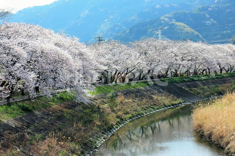 川面に映る桜の並木道 桜,桜並木,並木道の写真素材