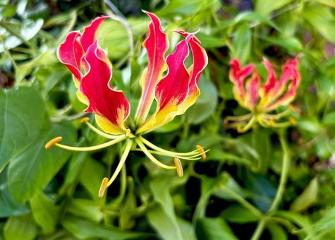 Photo, cultivation, flower, gloriosa, 
