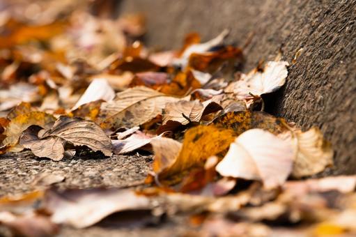 落ち葉 秋,秋の風景,落ち葉の写真素材