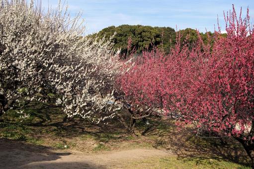 紅白戦 梅,春,満開の写真素材