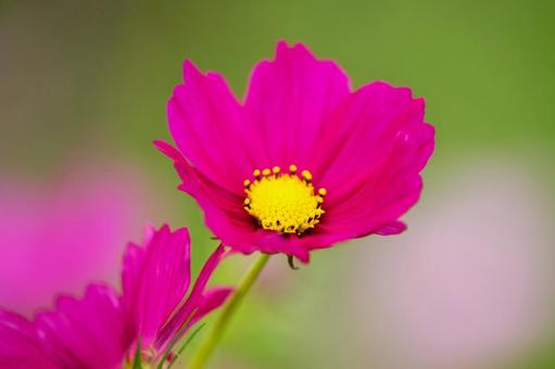 コスモスの花 コスモスの花 コスモス,コスモス畑,花の写真素材