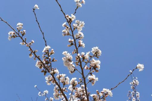 青空に桜 青空に桜の写真