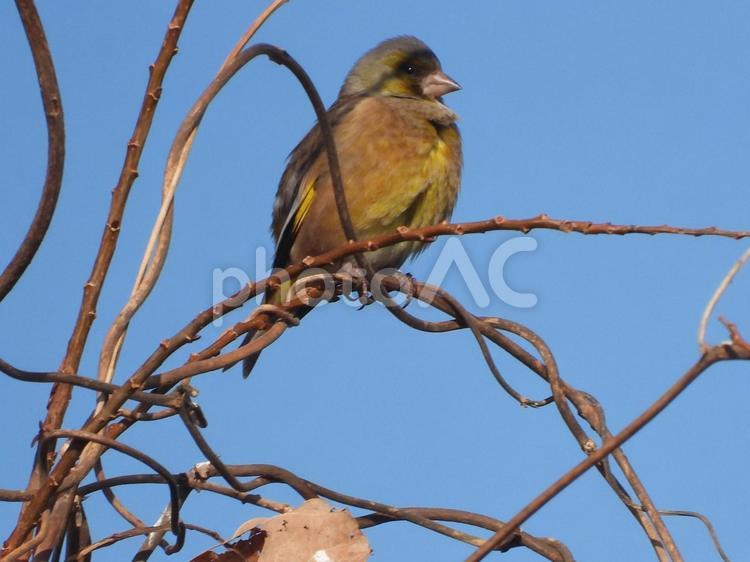 近所の小川で撮ったカワラヒワ 鳥,野鳥,自然の写真素材