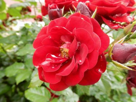 【薔薇の写真】バラの花 【薔薇の写真】バラの花 薔薇,植物,自然の写真素材