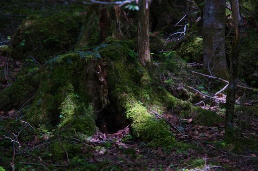 Forest scenery of Yatsugatake, JPG Forest scenery of Yatsugatake, JPG