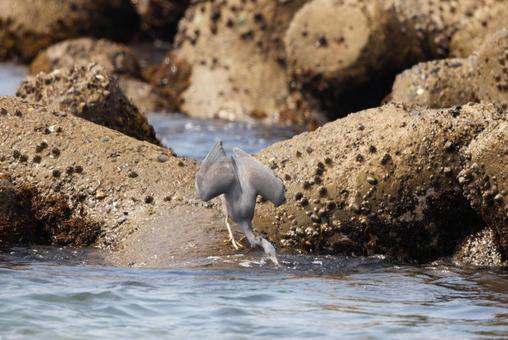 クロサギ クロサギ クロサギ,野鳥,水鳥の写真素材