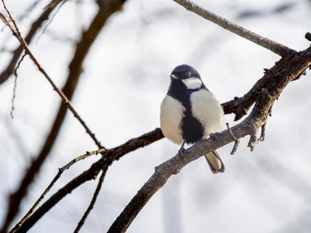枝にとまるシジュウカラ 枝にとまるシジュウカラの写真