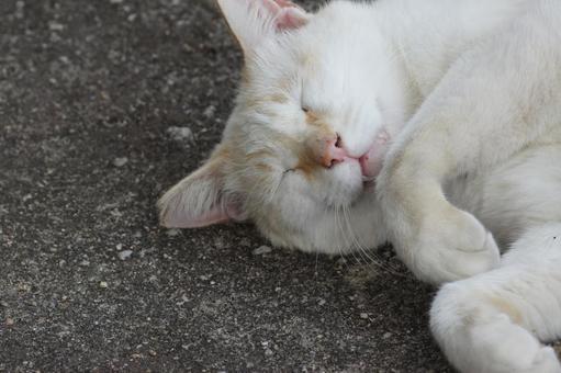 ねこ ねこ にゃんこ,可愛い,野良猫の写真素材