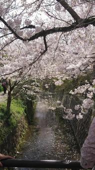 桜と川 桜と川の写真