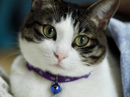 鈴のついた猫の写真