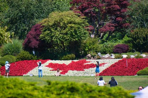 紅白の花の植え込みで作られたカナダの旗 紅白の花の植え込みで作られたカナダの旗 カナダの旗,植え込み,花壇の写真素材