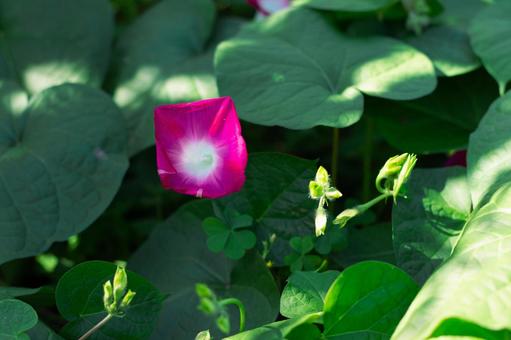 朝の光を受けるピンクのアサガオ 朝の光を受けるピンクのアサガオの写真