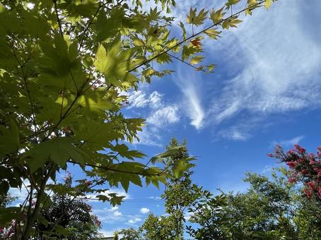 青空 青空の写真