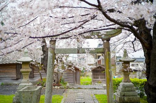 鳥居と桜 鳥居と桜の写真