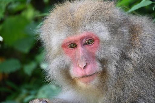 ニホンザル ニホンザルの写真