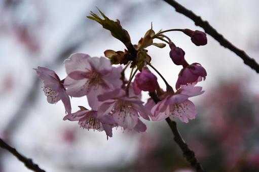 桜(河津桜・カワヅザクラ) 桜(河津桜・カワヅザクラ)の写真