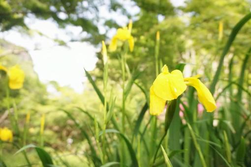 黄色い花 黄色い花の写真