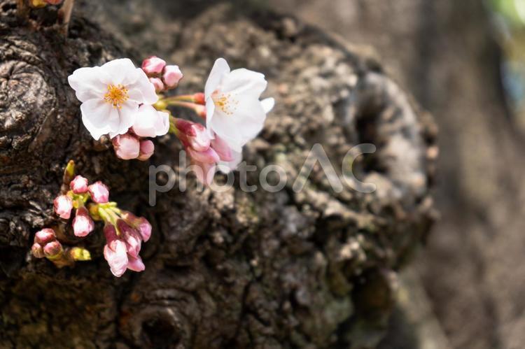 木の幹で咲いている桜の花びら さくら,花,早春の写真素材