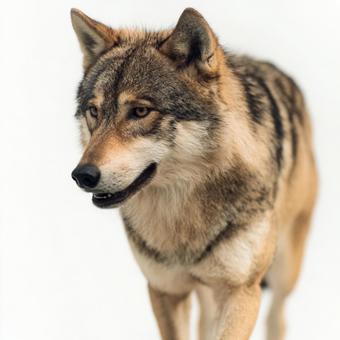 鋭い眼光を持つ精悍なオオカミの写真