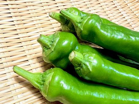 万願寺とうがらし 03 万願寺唐辛子,野菜,食材の写真素材