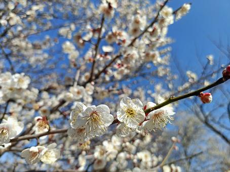 青空と梅 梅,木,花の写真素材