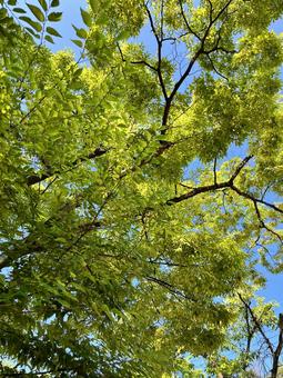 公園の木 公園の木の写真