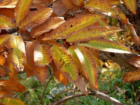 【紅葉写真】栗の葉の紅葉 栗,クリ,葉の写真素材