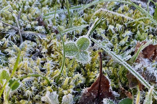 草霜 霜,草霜,霜降の写真素材