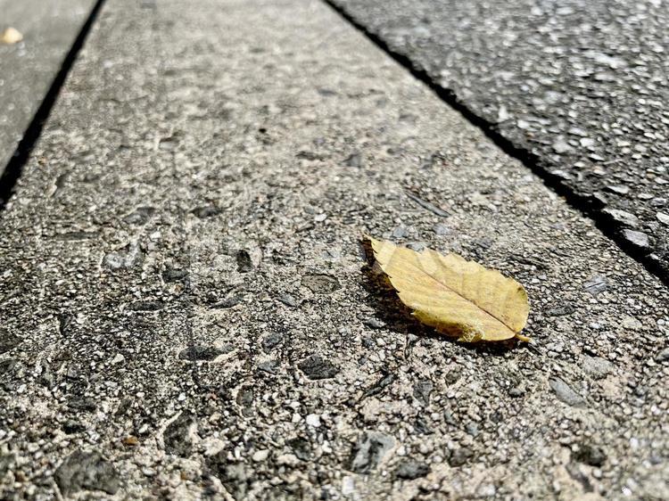 秋の一幕 落ち葉,紅葉,秋の写真素材