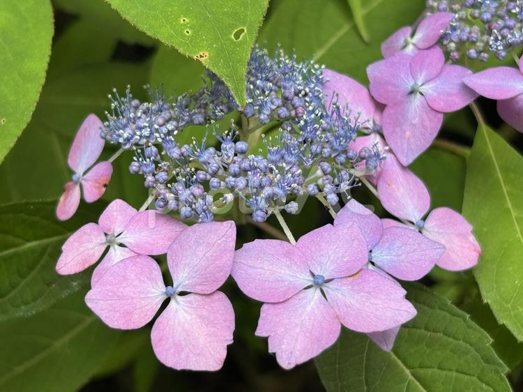 ガクアジサイ アジサイ,あじさい,ガクアジサイの写真素材