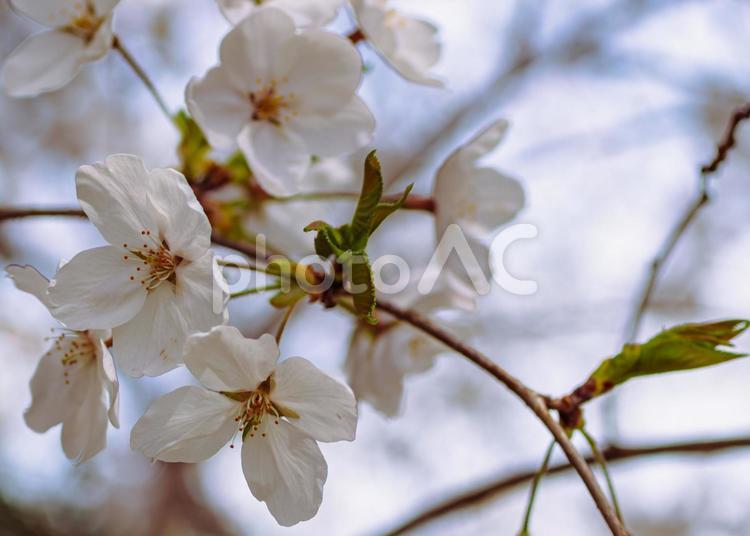 ソメイヨシノ桜ｰ15 ソメイヨシノ,さくら,桜の写真素材