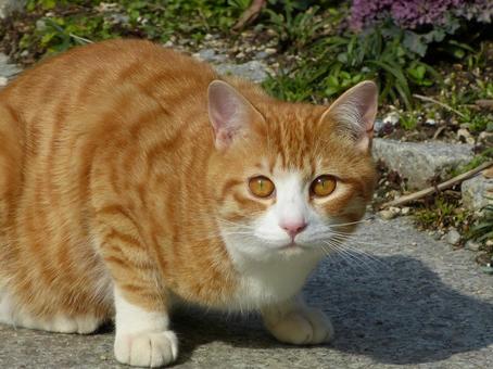 猫 猫 猫,生き物,動物の写真素材