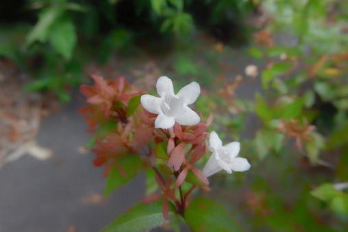 【花の写真】ハナゾノツクバネウツギ 【花の写真】ハナゾノツクバネウツギの写真