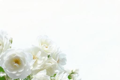 薔薇 テクスチャ 薔薇 テクスチャの写真