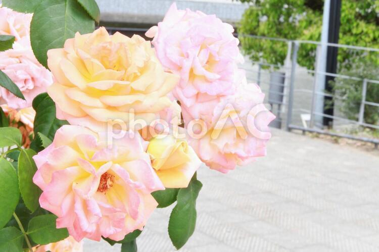 薔薇 大阪,中之島,曇りの写真素材