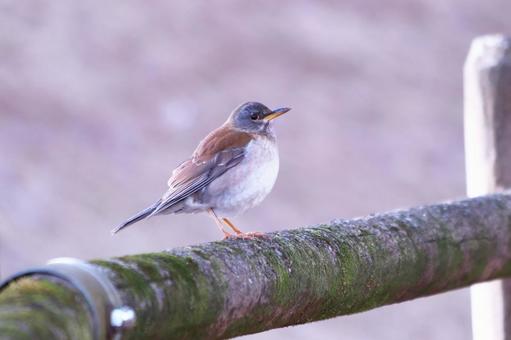 冬にやって来る渡り鳥のシロハラ 冬にやって来る渡り鳥のシロハラ 野鳥,シロハラ,冬の写真素材