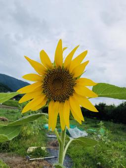 ヒマワリの花 ヒマワリの花 ヒマワリ,夏の花,太陽の写真素材