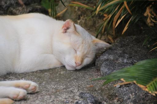 ねこ ねこの写真