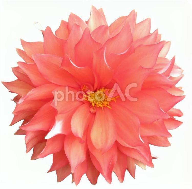 ダリア・花のクローズアップ、白背景 ダリア,花,キク科の写真素材