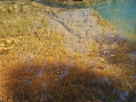 水草 黄色 水面 水草 黄色 水面の写真