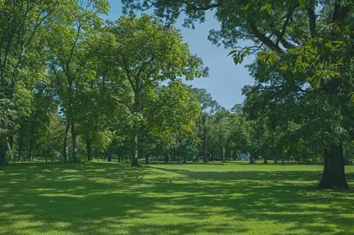 緑の公園 公園,緑,木の写真素材